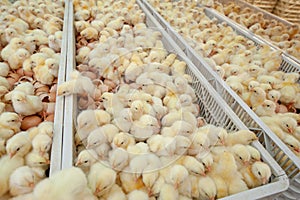 Baby chicks just coming out from Eggs.