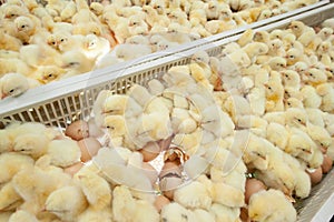 Baby chicks just coming out from Eggs.