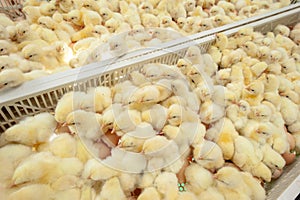 Baby chicks just coming out from Eggs.