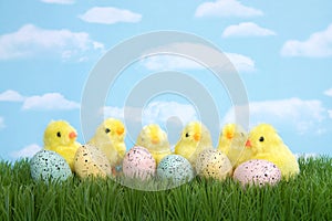 Baby chicks next to speckled eggs, Easter
