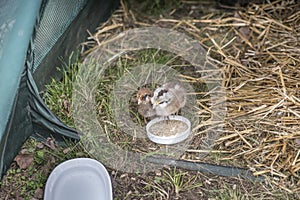 Baby chicks in pen in backyard