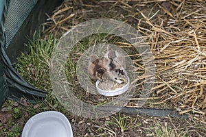 Baby chicks in pen in backyard