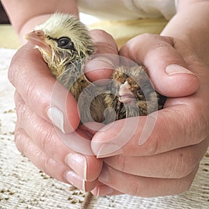 Baby chicks in persons hands