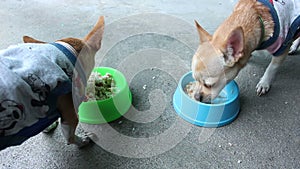 Baby chihuahua dog eating food