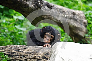 Baby chimpanzee