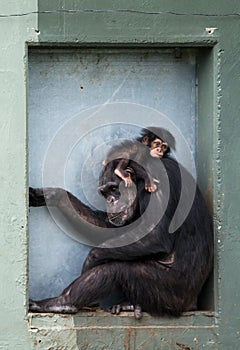 Baby chimpanzee