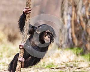 Baby chimpanzee climbing on a vine