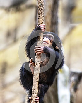 Baby chimpanzee climbing on a vine