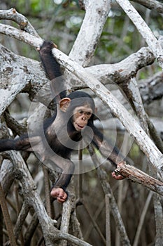 A baby chimpanzee on mangrove branches. Republic of the Congo.