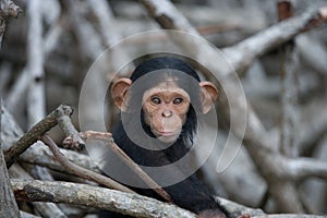 A baby chimpanzee on mangrove branches. Republic of the Congo. Conkouati-Douli Reserve.