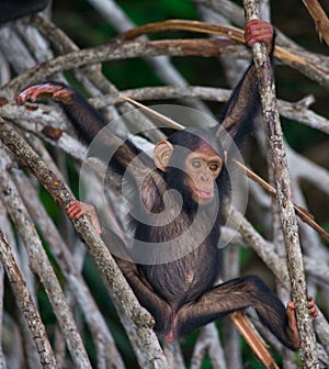 A baby chimpanzee on mangrove branches. Republic of the Congo. Conkouati-Douli Reserve.