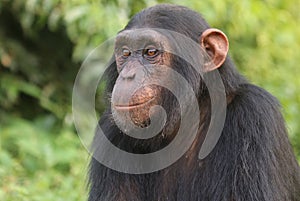 A baby Chimpanzee at Ngamba Island Chimapanzee Sanctuary in Uganda