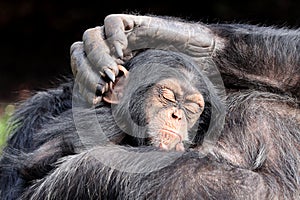 Baby chimpanzee (Pan troglodytes) and parent