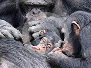 Baby chimpanzee (Pan troglodytes) and parent