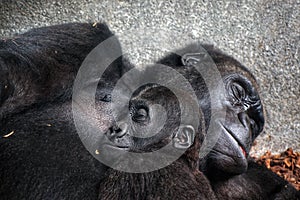 Baby chimpanzee sleeping at his mother chest photo
