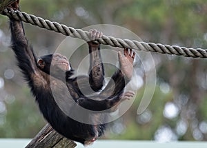 Baby Chimpanzee swinging on rope in Taronga Zoo, Sydney, Australia