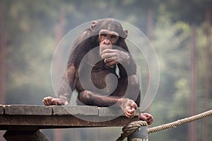 Baby Chimpanzee in a thoughtful expression.