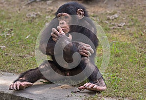 A baby Chimpanzee at a zoo in Kolkata. Chimps are considered most intelligent primates.