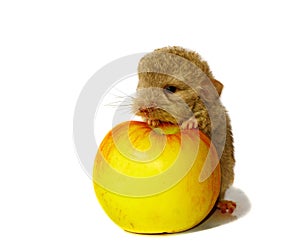 Baby chinchilla and the apple isolated photo