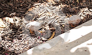 Baby Chinese Painted quail Coturnix chinensis chicks