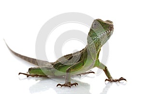 Baby Chinese Water Dragon