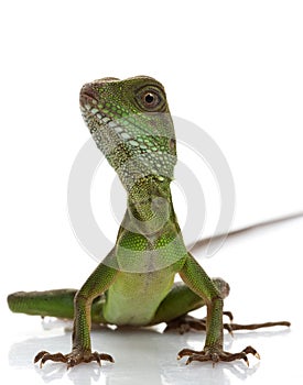 Baby Chinese Water Dragon