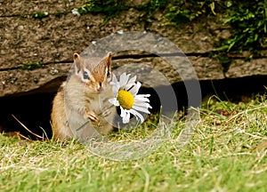 Baby chipmunk with daisy photo