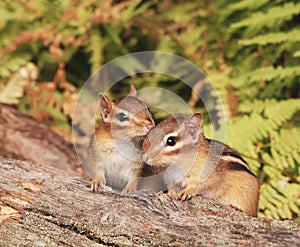 Baby chipmunk siblings photo