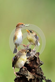 Baby Cisticola juncidis bird waiting for food from its mother