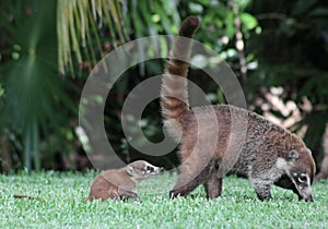 Baby Coati Following Mom