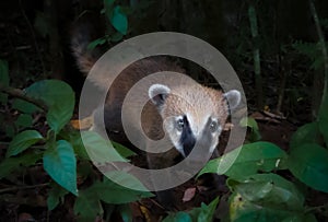 Baby Coati