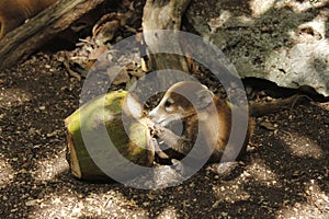 Baby coati tearing coconut in forest