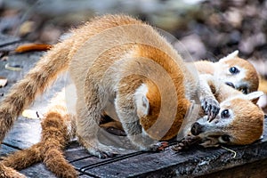 Playtime in the Wild: Baby Coatis at Play