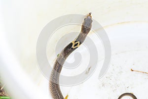 Baby cobra in a white tank