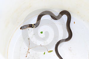 Baby cobra in a white tank