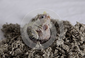 Baby cockatiel