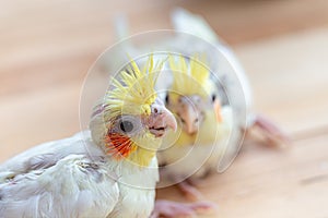 A baby Cockatiel Wait for food.