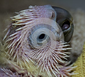 Baby cockatoo face with pin feathers