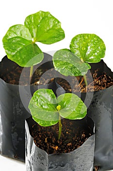 Baby coffee tree in nursery house