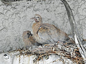 Baby collared doves waiting in nest for mummy