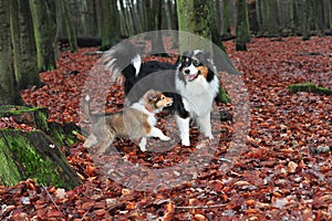 Baby collie with australian shepherd