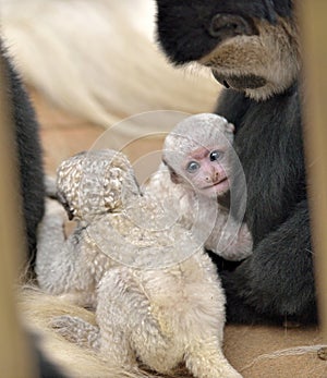 Baby Colobus monkey snuggles