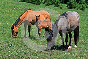 Baby Colt Mustang with mother / mare Wild Horse
