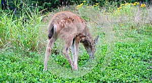 Baby Columbian Black-tailed Deer grazing on meadow.