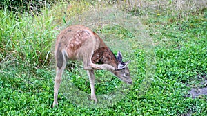 Baby Columbian Black-tailed Deer posing on meadow.