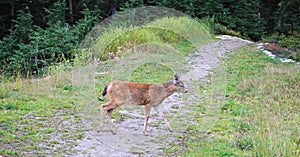 Baby Columbian Black-tailed Deer posing on meadow.