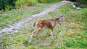 Baby Columbian Black-tailed Deer posing on meadow.