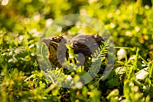 A baby common blackbird fallen from its nest hidden in the green yellow grass.