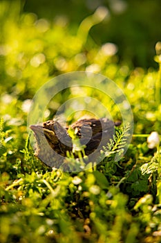 A baby common blackbird fallen from its nest hidden in the green yellow grass.