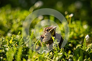 A baby common blackbird fallen from its nest hidden in the green yellow grass.